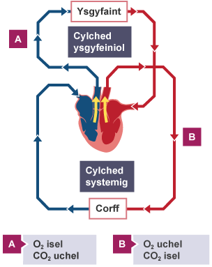 Diagram yn dangos y cylchedau ysgyfeiniol a hollgorffol. Mae'r gylched ysgyfeiniol yn cludo gwaed o'r galon i'r ysgyfaint. Mae'r gylched hollgorffol yn cludo gwaed o'r galon i weddill y corff.