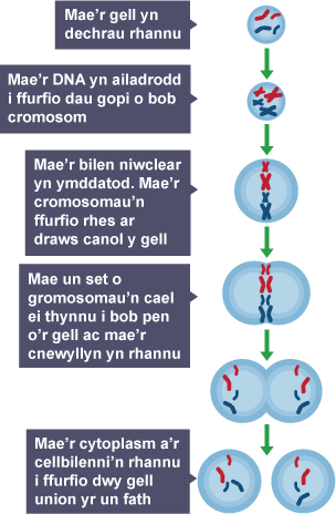 Diagram cam wrth gam sy’n dangos cellraniad. Wrth ddyblygu, mae'r DNA yn creu dau gopi o bob cromosom. Mae'r gell yn gwahanu ac yn rhannu’n ddwy gell sydd union yr un fath