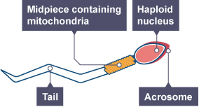 a diagram of a sperm cell labelled tail, acrosome, midpiece containing mitochondria, haploid nucleus 