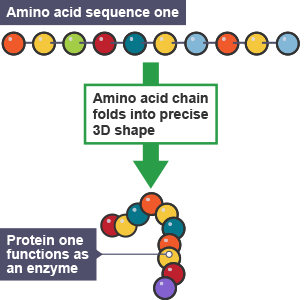 A straight amino acid sequence folds into a precise 3D shape, the protein functions as an enzyme.