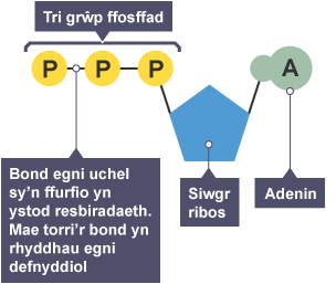 Diagram o foleciwl Adenosin triffosffad. Mae'r tri grŵp ffosffad, y bondiau egni uchel rhwng y grwpiau ffosffad, siwgr ribos, ac adenin wedi'u labelu.