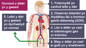 Gormod o ddŵr yn y gwaed. Ymennydd yn canfod lefel dŵr. Chwarren bitwidol yn rhyddhau llai o ADH. Arennau'n adamsugno llai o ddŵr. Colli mwy o ddŵr yn y troeth. Lefel dŵr y gwaed yn ôl i normal.