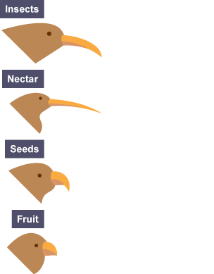 Four bird heads,  with beaks adapted depending on their food source.  Birds that each insects and food have a long beak curved downwards.  Birds that eat nectar have a very long, thin beak.  Birds that eat seeds have short beaks curved downwards.  Birds that eat fruit have short fat straight beaks.