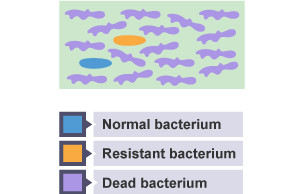 Diagram showing how bacteria react to antibiotics