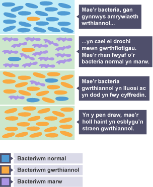 Bacteria yn cael ei drochi mewn gwrthfiotigau. Rhan fwyaf o’r bacteria normal yn marw. Bacteria gwrthiannol yn lluosi/dod yn fwy cyffredin. Mae'r holl haint yn esblygu i fod yn straen gwrthiannol.