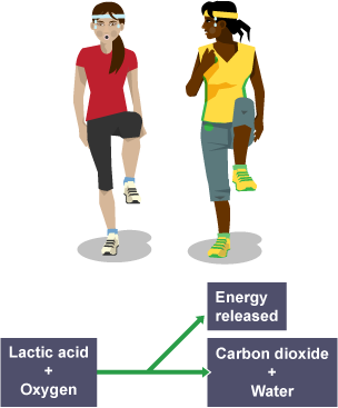 An illustration of two female joggers releasing energy. Lactic acid and oxygen, and carbon dioxide and water, are labelled underneath.