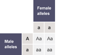 Table with the rows labelled as Male alleles (A,a) and the columns labelled as Female alleles (a,a). The cells of the table contain Aa, Aa, aa and aa