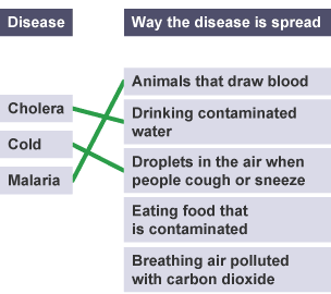 The correct transfer is now linked to the disease by a drawn line