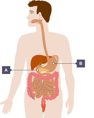 Diagram of the human body and the digestive organs