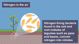 Stage one of the nitrogen cycle