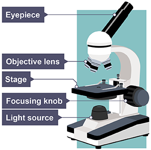 A light microscope