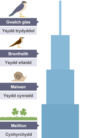 Pyramid niferoedd 'meillionen-malwen-bronfraith-gwalch glas'