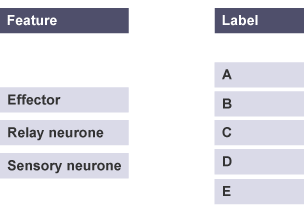 Draw lines from the features to the labels A to E