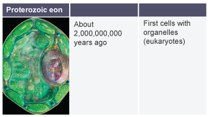 Proterozoic eon. About 2,000,000,000 years ago: first cells with organelles (eukaryotes).