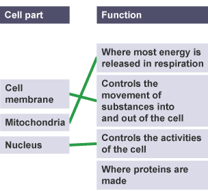 Lines are drawn between the parts of the cell and their functions