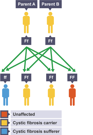 Family tree diagram of cystic fibrosis inheritance