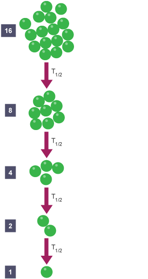 Diagram showing the parent atoms only. There are 16 at the start and they halve after each half-life until there is 1 left.  Each decay is shown by an arrow and the label T half.