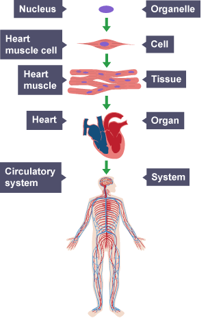 A diagram of the the circulatory system.