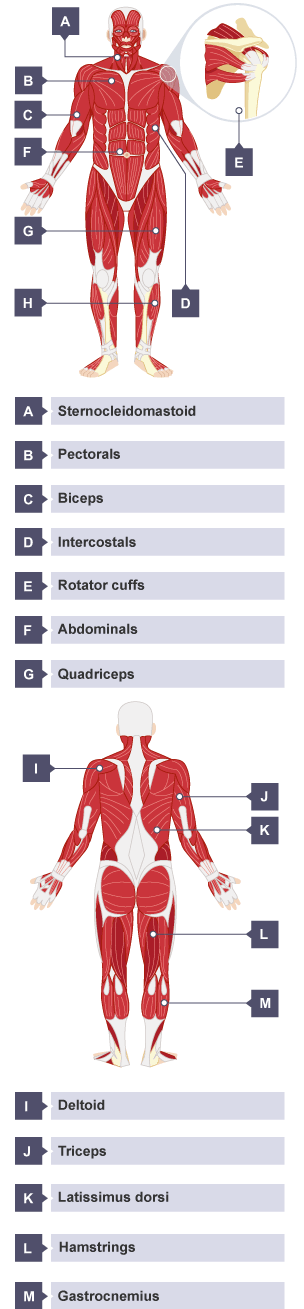 Main muscles of the body: sternocleidomastoid, pectorals, biceps, intercostals, rotator cuffs, abdominals, quadriceps, tibialis anterior, deltoid, triceps, latissimus dorsi, hamstrings, gastrocnemius.