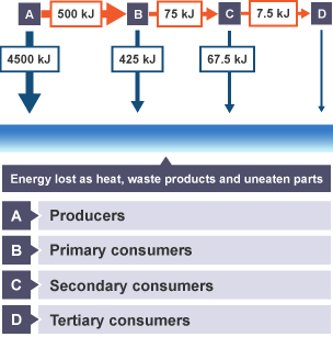 Energy transfer between producers, primary consumers, secondary consumers and tertiary consumers