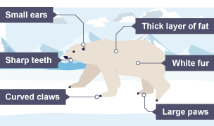 Diagram showing why polar bears are well suited to cold climates.