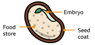 parts of a seed