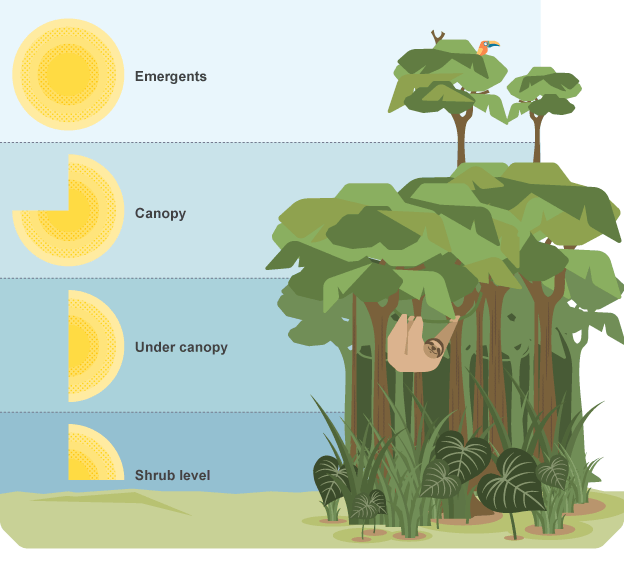 Tropical Forest Ecosystem Diagram Printable Diagram Forest | Images and ...