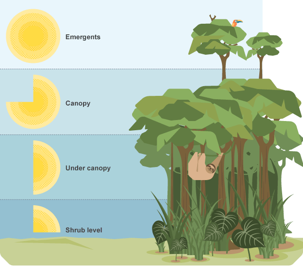 Tropical Rainforest Ecosystem Diagram 0907