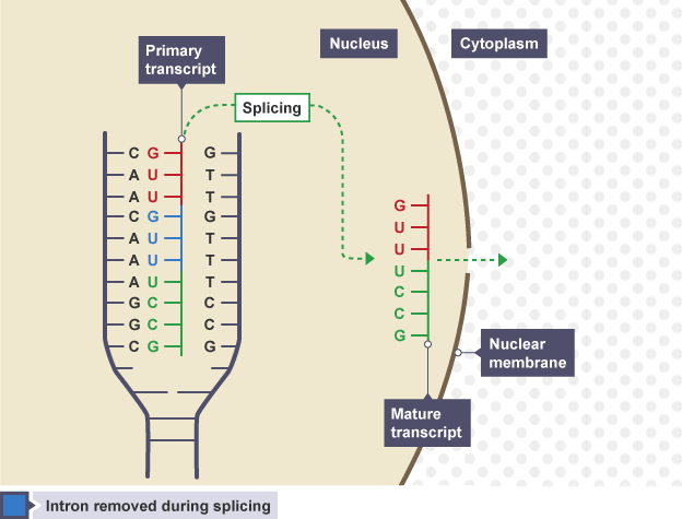 Is MRNA synthesized in translation or transcription?