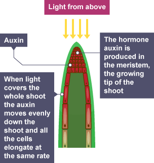 Phototropism showing a plant stem growing towards light from above.