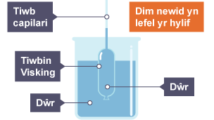 Tiwb capilari yn arwain at diwbin visking, yn llawn dŵr mewn bicer llawn dŵr. Dydy lefel yr hylif ddim yn newid. Mae'r dŵr yn las.