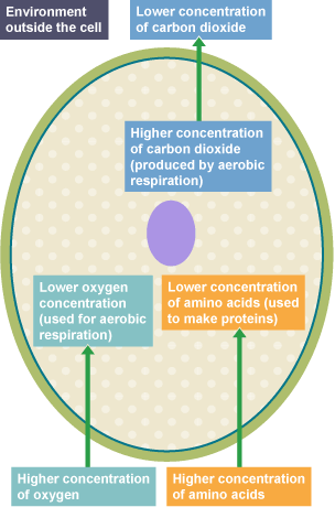 Animal Diffusion