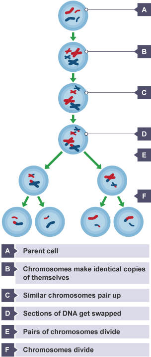 BBC Bitesize - GCSE Biology (Wales - 2016 onwards) - Cell ...