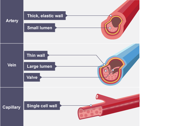 The cardiovascular system – EFMURGI