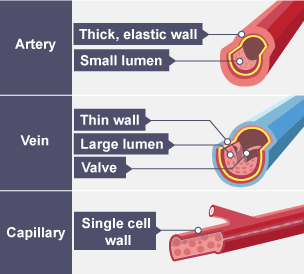 Table showing the differences between an artery, vein and capillary.