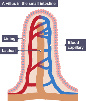 A villus in the small intestine. The lining surrounds the blood capillary and the lacteal.