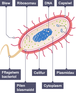 Diagram o gell bacteria: Blew, Ribosomau, DNA, Capsiwl, Plasmidau, Cytoplasm, Cellfur, Pilen blasmaidd, Flagellum bacteriol