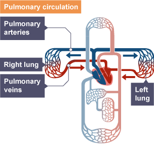 The heart - Exchange surfaces and transport systems - AQA Synergy ...