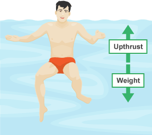 A swimmer floats in the water. There are two equal length arrows. One arrow represents up thrust and points towards the surface, the other represents weight and points down.