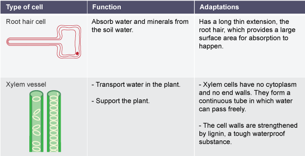 Image result for ciliated epithelial cell gcse specialised cell