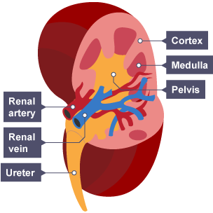 A diagram of a kidney showing where the renal artery enters the kidney and where the renal vein leaves. Also labelled are the cortex, medulla, and ureter.