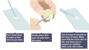 Making slides with plant cells