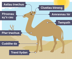 Diagram i ddangos pam fod camelod yn ymdopi'n dda mewn hinsawdd boeth.