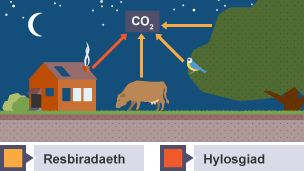 Carbon yn mynd i mewn i'r atmosffer ar ffurf carbon deuocsid o resbiradaeth a hylosgiad