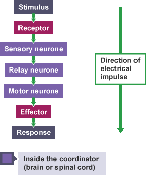 Diagram summarising how information flows from receptors to effectors in the nervous system.