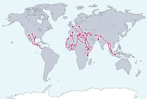 Map of the world showing the main international migration routes.