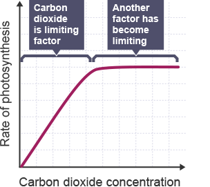 Interpret graphs - photosynthesis limiting factors - Photosynthesis -  National 5 Biology Revision - BBC Bitesize