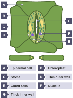 gas exchange leaf cells guard plants bbc dioxide carbon stomata into gcse cell labelled diffusion stoma water oxygen structure section