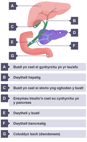 Cynhyrchu bustl yn yr iau. Storio bustl yng nghoden y bustl. Dwythell y bustl. Coluddyn bach (dwodenwm). Dwythell hepatig. Cynhyrchu ensymau treulio yn y pancreas. Dwythell bancreatig.