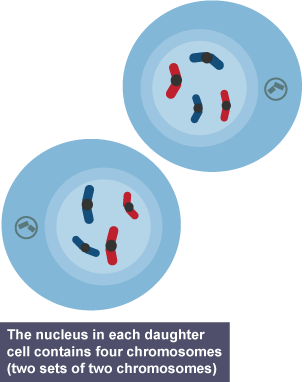 Cell divides and two daughter cells form each containing four chromosomes.